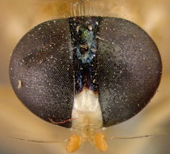 Media type: image;   Entomology 12538 Aspect: head frontal view